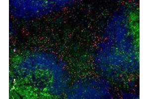 Immunofluorescence (IF) image for anti-Integrin, alpha X (Complement Component 3 Receptor 4 Subunit) (ITGAX) antibody (Alexa Fluor 594) (ABIN2656816)