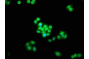 Immunofluorescence staining of PC-3 cells with ABIN7170484 at 1:133, counter-stained with DAPI. (SPAG8 anticorps  (AA 236-409))