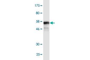 Western Blot detection against Immunogen (59.