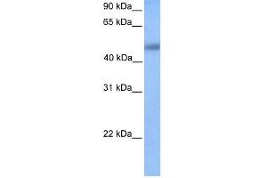 WB Suggested Anti-UBTFL1 Antibody Titration:  0. (UBTFL1 anticorps  (N-Term))
