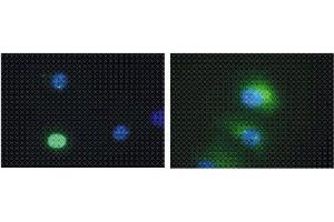 Immunofluorescence (IF) image for anti-Death-Domain Associated Protein (DAXX) antibody (ABIN187532) (DAXX anticorps)