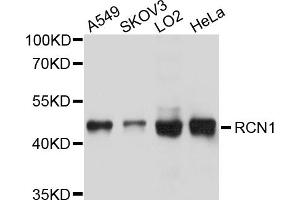 Western blot analysis of extracts of various cell lines, using RCN1 antibody. (RCN1 anticorps)