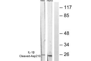 Western blot analysis of extracts from K562 cells and HepG2 cells, using Caspase 1 (Cleaved-Asp210) antibody (ABIN5978453). (Caspase 1 anticorps  (Cleaved-Asp210, Internal Region))