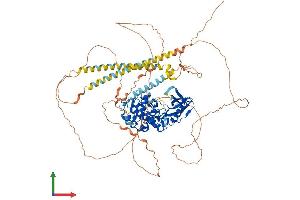 AlphaFold protein structure predicition of Human Recombinant MYLK3 Protein, UniprotID Q32MK0