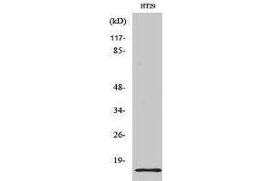 Western Blotting (WB) image for anti-Synuclein, gamma (Breast Cancer-Specific Protein 1) (SNCG) (C-Term) antibody (ABIN3177576) (SNCG anticorps  (C-Term))