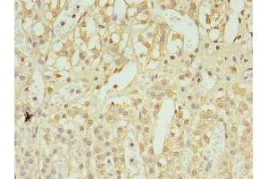 Immunohistochemistry of paraffin-embedded human adrenal gland tissue using ABIN7174554 at dilution of 1:100 (UBL7 anticorps  (AA 1-300))