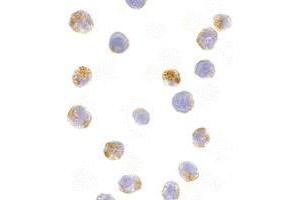 Immunocytochemistry of AID in Ramos cells with AP30028PU-N Ramos antibody at 10 μg/ml.