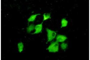 IHC-P analysis of A549 cells, with FITC staining. (PPID anticorps  (AA 7-206))