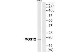 Western Blotting (WB) image for anti-Microsomal Glutathione S-Transferase 2 (MGST2) (Internal Region) antibody (ABIN1851546)