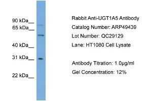WB Suggested Anti-UGT1A5  Antibody Titration: 0. (UGT1A5 anticorps  (N-Term))
