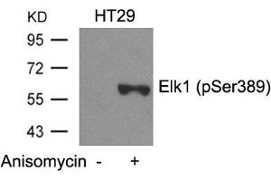 Western blot analysis of extracts from HT29 cells untreated or treated with Anisomycin using Elk1(Phospho-Ser389) Antibody. (ELK1 anticorps  (pSer389))