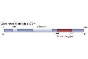 Image no. 3 for anti-Breast Cancer Anti-Estrogen Resistance 1 (BCAR1) (AA 644-819) antibody (ABIN967872) (BCAR1 anticorps  (AA 644-819))
