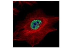 ICC/IF Image Confocal immunofluorescence analysis (Olympus FV10i) of paraformaldehyde-fixed HeLa, using MLH1, antibody (Green) at 1:500 dilution.