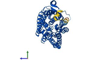 AlphaFold protein structure predicition of Human Recombinant RHAG Protein, UniprotID Q02094