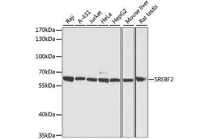 Western blot analysis of extracts of various cell lines, using SREBF2 antibody. (SREBF2 anticorps  (AA 1-220))