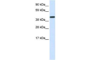 WB Suggested Anti-CNOT2 Antibody Titration:  1. (CNOT2 anticorps  (Middle Region))