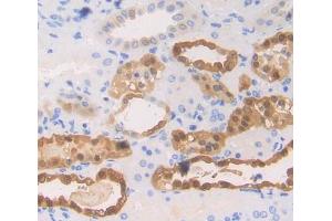 Used in DAB staining on fromalin fixed paraffin- embedded kidney tissue (EPB41 anticorps  (AA 210-497))