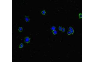 Immunofluorescent analysis of HepG2 cells using ABIN7157130 at dilution of 1:100 and Alexa Fluor 488-congugated AffiniPure Goat Anti-Rabbit IgG(H+L) (ISPD anticorps  (AA 1-264))