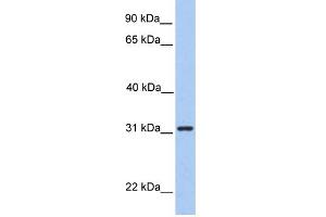 WB Suggested Anti-SRPRB Antibody Titration:  0. (SRPRB anticorps  (Middle Region))