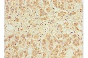 Immunohistochemistry of paraffin-embedded human adrenal gland tissue using ABIN7153515 at dilution of 1:100 (GABARAPL1 anticorps  (AA 1-117))
