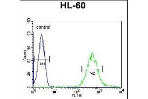 FUT6 Antibody (Center) (ABIN651118 and ABIN2840083) flow cytometric analysis of HL-60 cells (right histogram) compared to a negative control cell (left histogram).