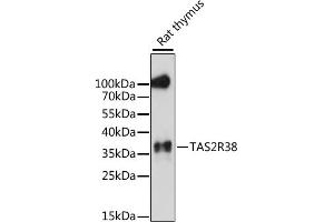 Western blot analysis of extracts of rat thymus, using TR38 antibody (ABIN7270736) at 1:1000 dilution. (TAS2R38 anticorps  (AA 150-250))