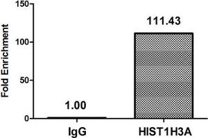 Chromatin Immunoprecipitation Hela (4*10 6 , treated with 30 mM sodium butyrate for 4h) were treated with Micrococcal Nuclease, sonicated, and immunoprecipitated with 5 μg anti-HIST1H3A (ABIN7139182) or a control normal rabbit IgG. (HIST1H3A anticorps  (acLys4))