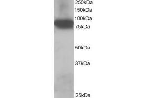 ABIN184775 staining (0. (JUP anticorps  (C-Term))
