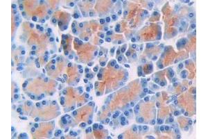 DAB staining on IHC-P; Samples: Rat Pancreas Tissue (Thymidine Phosphorylase anticorps  (AA 33-290))