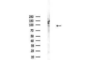 Western blot analysis of lysates from Mouse testis, using CEP97 Antibody at 1/1000 dilution.