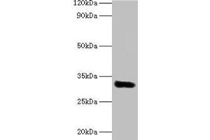 Western blot All lanes: EEF1D antibody at 2 μg/mL + MCF-7 whole cell lysate Secondary Goat polyclonal to rabbit lgG at 1/15000 dilution Predicted band size: 32, 72, 29, 30 kDa Observed band size: 32 kDa