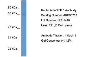 WB Suggested Anti-SYTL1  Antibody Titration: 0. (SYTL1 anticorps  (N-Term))