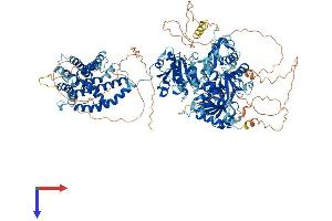 AlphaFold protein structure predicition of Human Recombinant KCNMA1 Protein, UniprotID Q12791