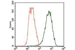 Flow cytometric analysis of Hela cells using TUBB2A mouse mAb (green) and negative control (red).