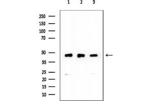 Western blot analysis of lysates from various samples, using EIF4A1 Mouse Monoclonal Antibody at 1/1000 dilution.