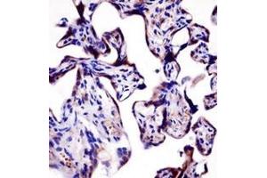 Immunohistochemistry analysis in formalin fixed and paraffin embedded human placenta tissue reacted with AP52299PU-N, which was peroxidase conjugated to the secondary antibody and followed by DAB staining.
