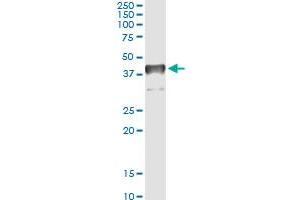 Immunoprecipitation of TCEA3 transfected lysate using anti-TCEA3 monoclonal antibody and Protein A Magnetic Bead , and immunoblotted with TCEA3 MaxPab rabbit polyclonal antibody.