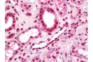 anti-Nescient Helix Loop Helix 1 (NHLH1) (AA 1-133) antibody