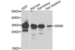 Western blot analysis of extracts of various cell lines, using BSND antibody. (BSND anticorps  (AA 54-320))
