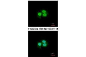 ICC/IF Image Immunofluorescence analysis of paraformaldehyde-fixed A549, using MSI1, antibody at 1:200 dilution. (MSI1 anticorps  (Center))