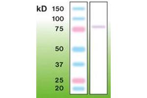 Image no. 1 for anti-Protein Kinase C, gamma (PRKCG) antibody (ABIN342480) (PKC gamma anticorps)