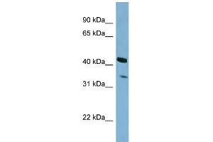 WB Suggested Anti-PEX26 Antibody Titration: 0. (PEX26 anticorps  (N-Term))