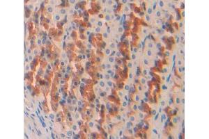 Used in DAB staining on fromalin fixed paraffin- embedded stomach tissue (OS9 anticorps  (AA 465-666))