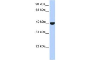 Western Blotting (WB) image for anti-ELK1, Member of ETS Oncogene Family (ELK1) antibody (ABIN2460195) (ELK1 anticorps)