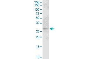 PYCR1 MaxPab polyclonal antibody.