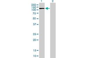 Western Blot analysis of SLC4A1AP expression in transfected 293T cell line by SLC4A1AP MaxPab polyclonal antibody. (NADAP anticorps  (AA 1-796))