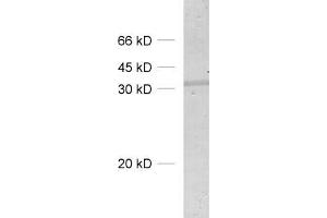 dilution: 1 : 500, sample: lung homogenate (SDCBP anticorps)