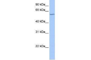 WB Suggested Anti-DNTT Antibody Titration: 0. (TdT anticorps  (N-Term))