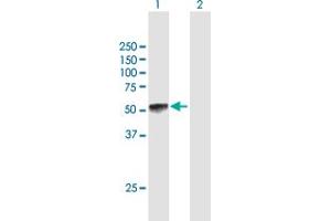 Western Blot analysis of KLF15 expression in transfected 293T cell line by KLF15 MaxPab polyclonal antibody.