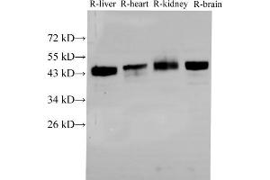 Western Blot analysis of Rat liver, Rat heart,Rat kidney and Rat brain using BSG Polyclonal Antibody at dilution of 1:2000 (CD147 anticorps)